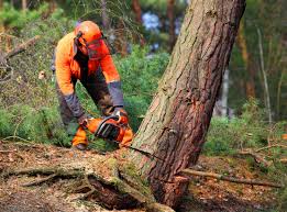  Leon Valley, TX Tree Removal and Landscaping Services Pros